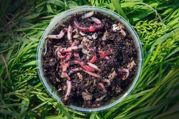 Composting with hotsell red wigglers